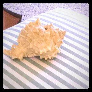 Sea shell